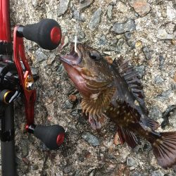 ちっちゃいけど良く釣れるよ！